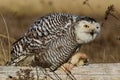 Snowy Owl (Bubo scandiacus).